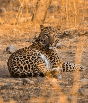 3 Days Jhalana Leopard Safari